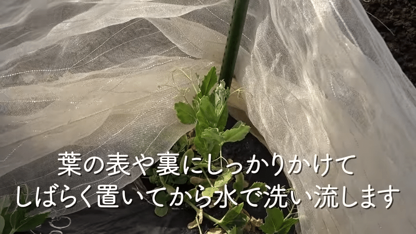 害虫対策 シナモンを使った害虫やカビ対策をご紹介 井上寅雄農園 井上隆太朗 Note 害虫対策 シナモンを使った害虫やカビ対策をご紹介 井上寅雄農園 井上隆太朗 Note