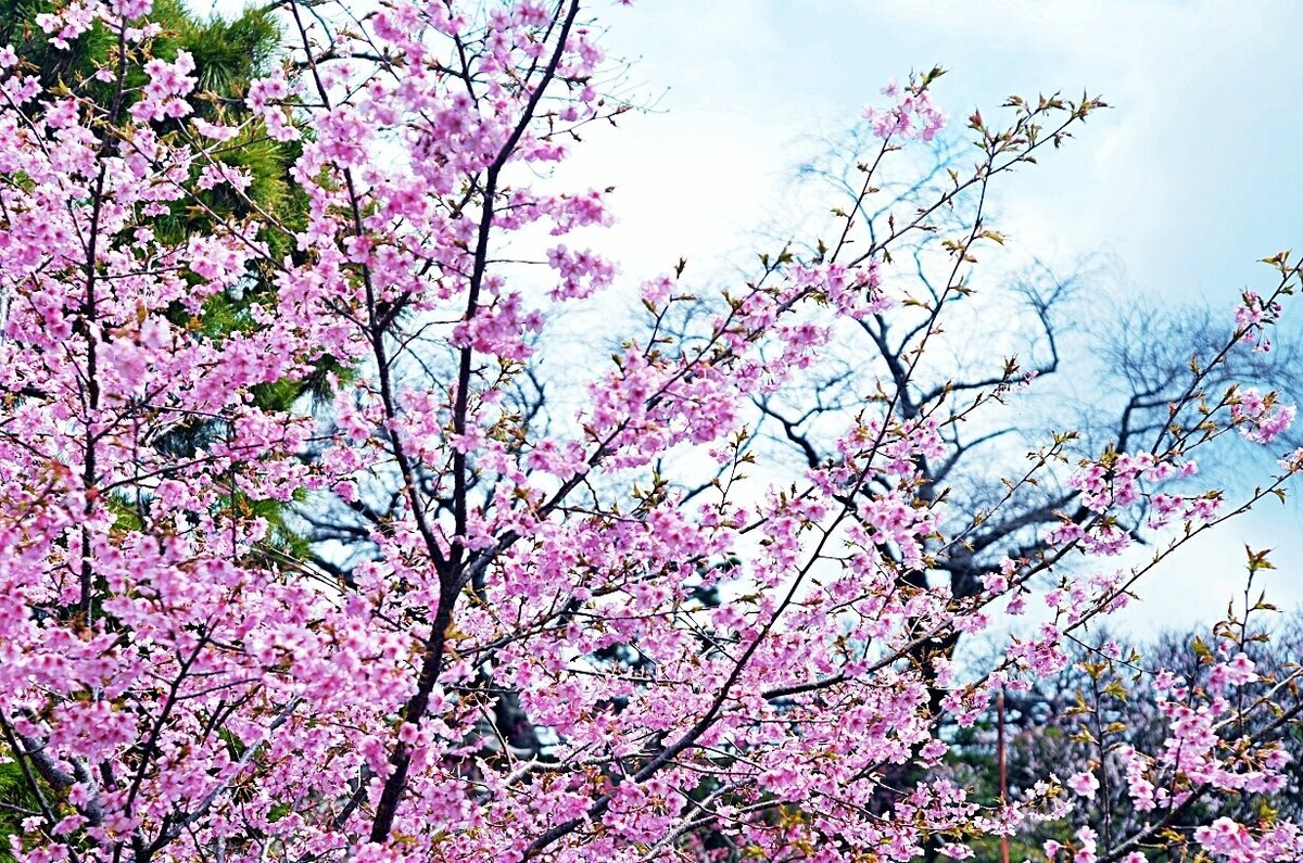 観音様の見守る中、河津桜鮮やかに。