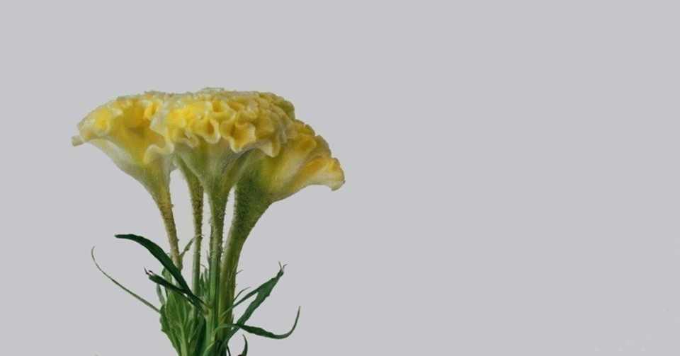 美しい花がある 花の美しさという様なものはない 小林秀雄 七色メガネ Note