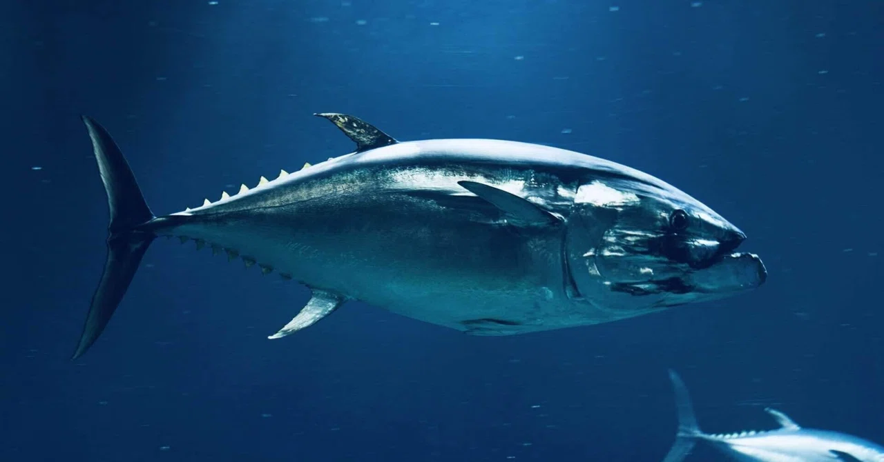 本マグロの「本」とは一体何なのか｜コブヤス