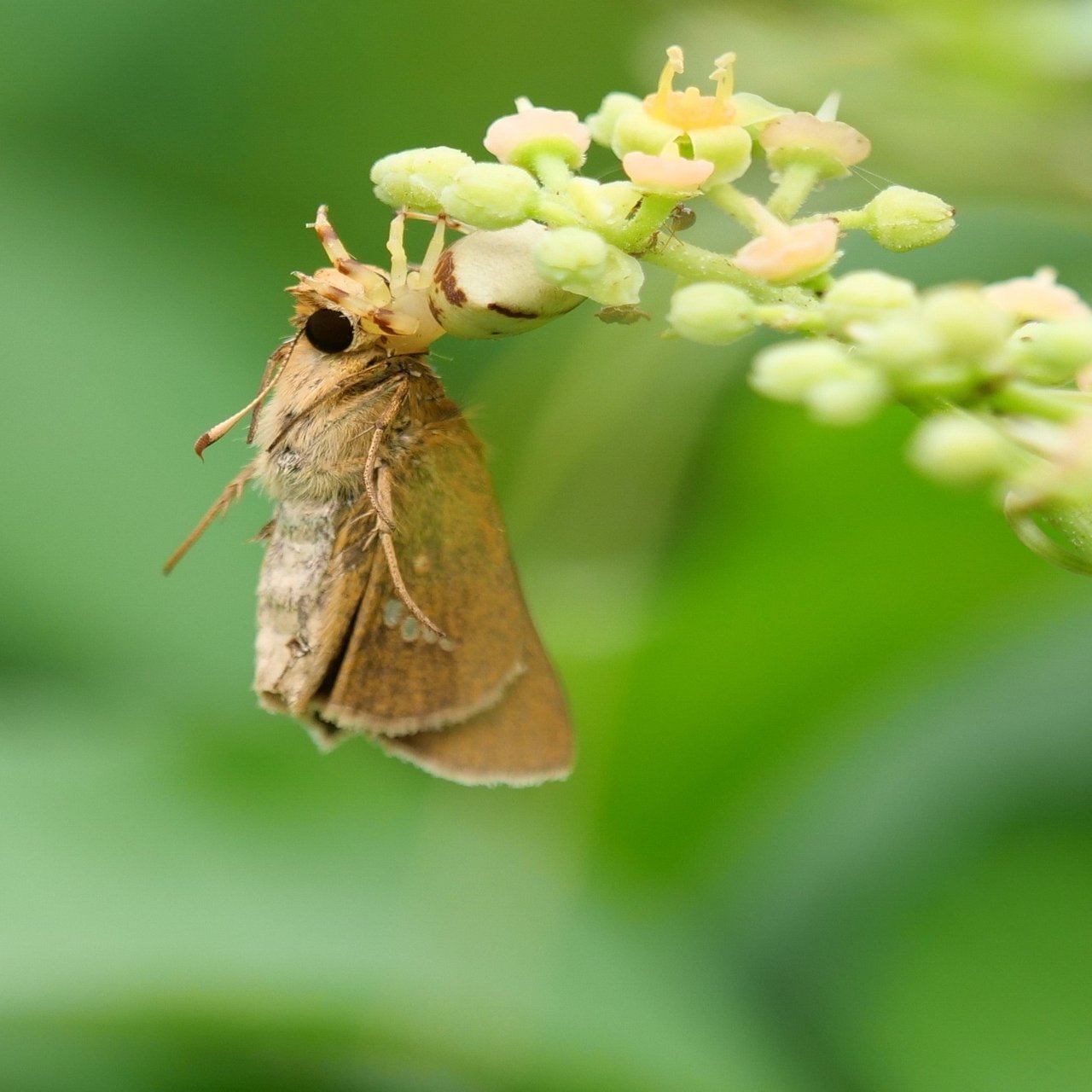 夏の昭和記念公園 Koyoko デザイナー Note