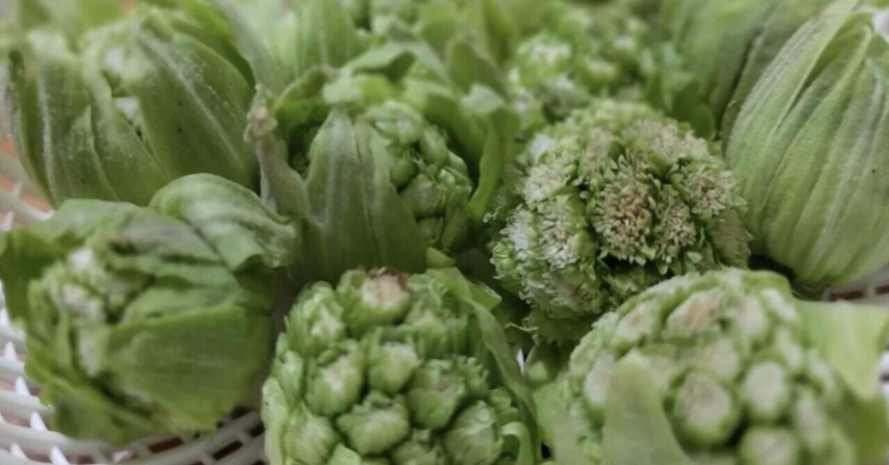 ふきのとうの仄かな苦味で感じる春 ノリノリ Note ふきのとうの仄かな苦味で感じる春 ノリノリ Note