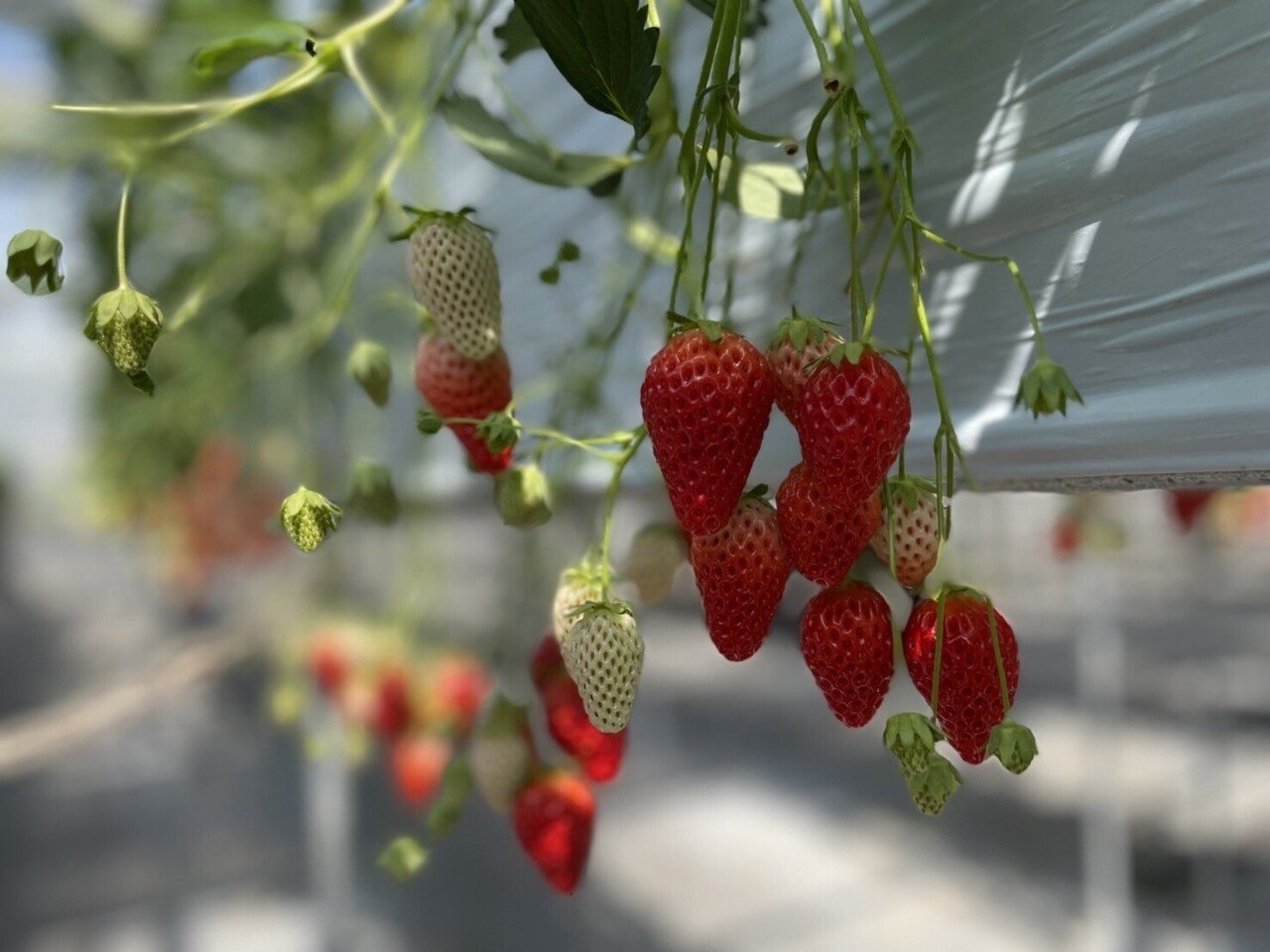 車中泊レポ 山梨県笛吹川フルーツ公園 子供が喜ぶあまい味と夜景絶景温泉 Daisuke Tsuzuku 續 大輔 Note 車中泊レポ 山梨県笛吹川フルーツ公園 子供が喜ぶあまい味と夜景絶景温泉 Daisuke Tsuzuku 續 大輔 Note