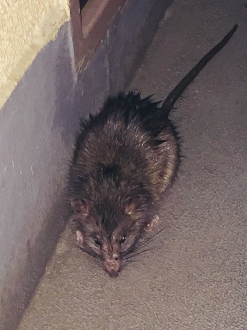 ねずみ デットボール Note