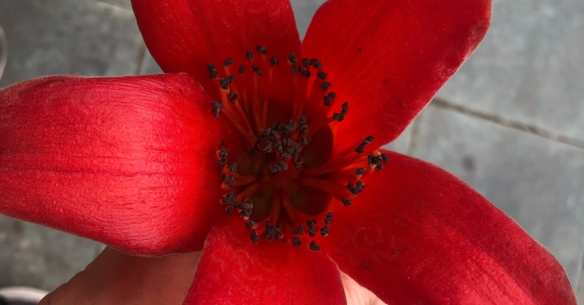 小さい大工の家の正式なベトナムの花梨木の赤い木の置物 小さい大工の家の正式なベトナムの花梨木の赤い木の置物