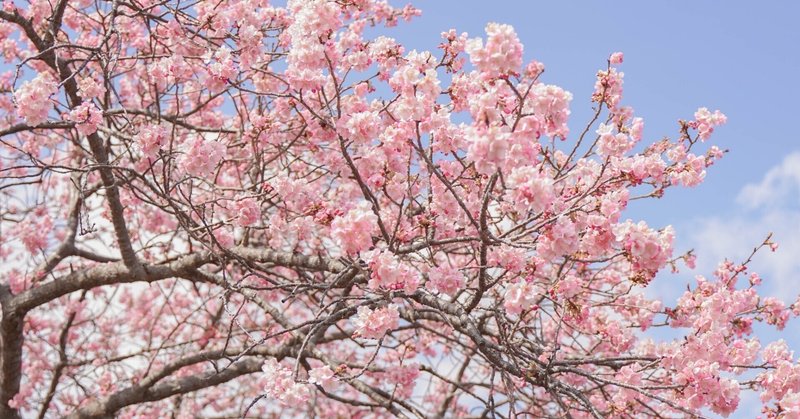 冬の南伊豆で桜まみれになる会で、河津桜にまみれてきました。