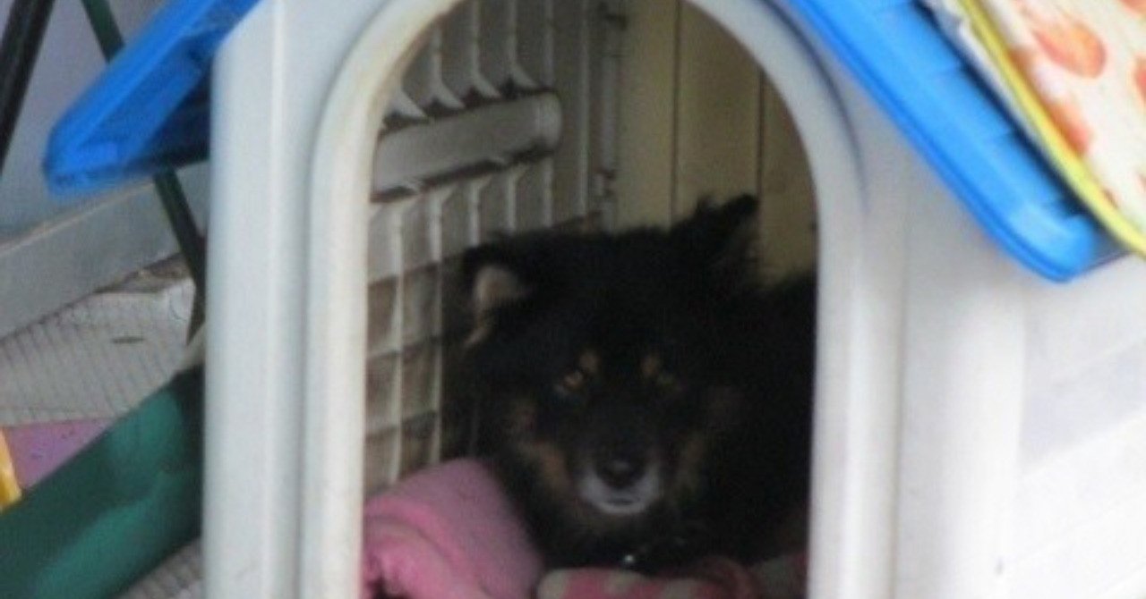 犬が走る 散歩なのに全速力で はらまき Note