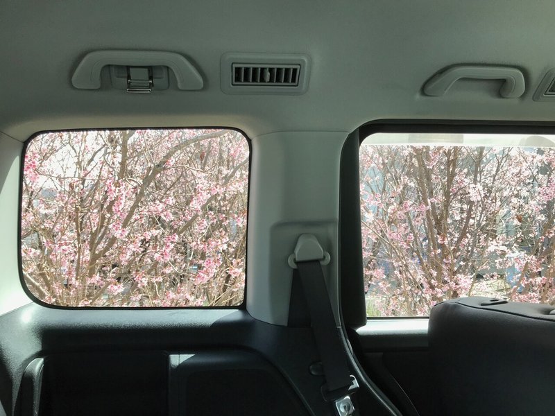 窓外に桜