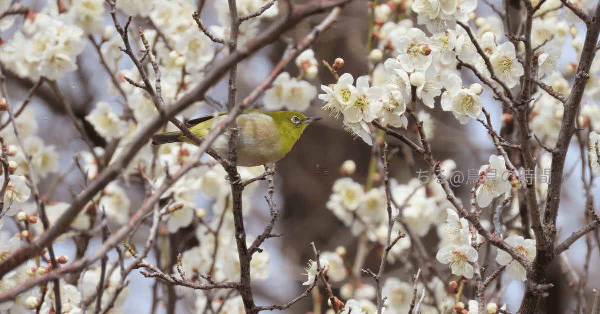 梅の花と鳥のリング - 日本の美しい自然を表現した作品 R227（樹木  