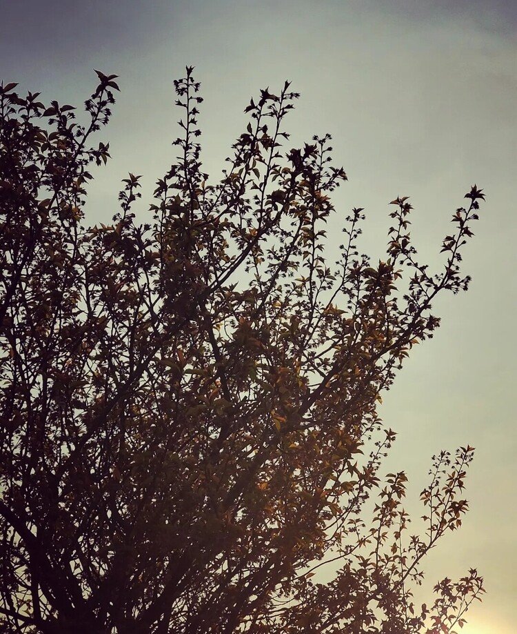 おはよーございます。

寒い朝。
我が家の前のサクランボ桜はすっかり葉桜になったんだけど、
空気はちょい冬に戻っていて。
ショクブツもニンゲンも
「どしたのよ？」
と戸惑っておりますね、みんなでね。

さて、温かくしてそれでも進む季節を。

#sky #spring #flower #love #空 #春 #桜 #佳い一日の始まり