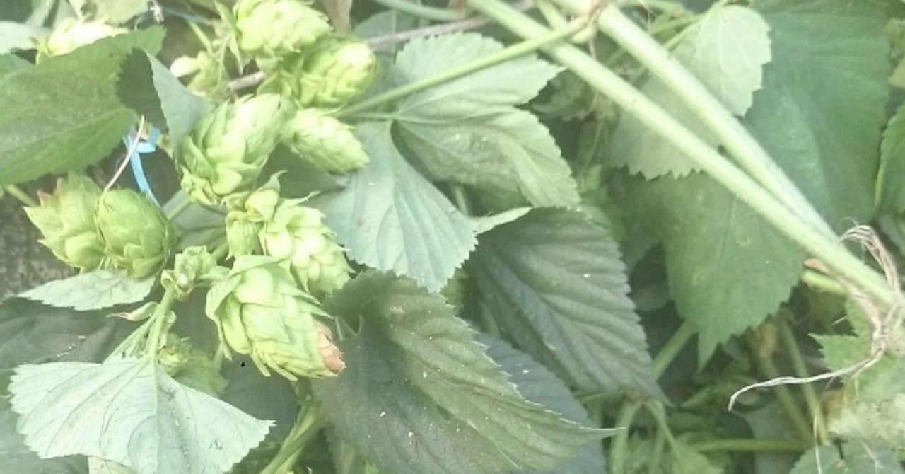 ホップの困りごとq A 花の館の植物の育て方 Note
