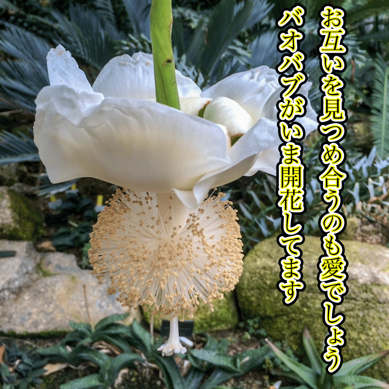 短歌写真部 バオバブ 北大路京介 Note