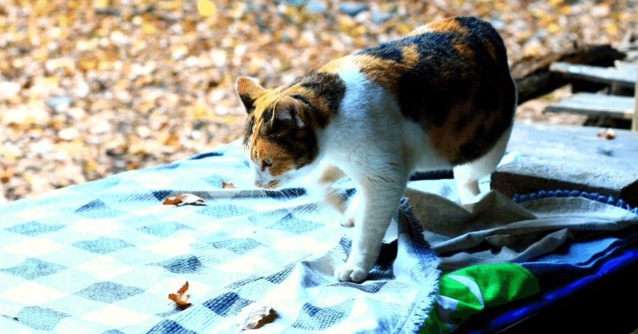 【10月イベント】国際協力の日、里親月間、共同募金運動、臓器移植普及推進月間・骨髄バンク推進月間にちなんだ寄付キャンペーンの立ち上げを呼び掛けてみませんか?
