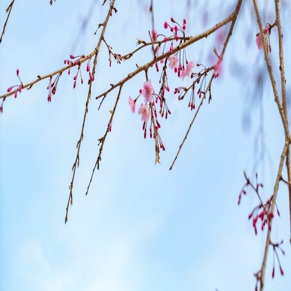 春は旅立ちの季節 きっと 心も旅立つ Fuu Note