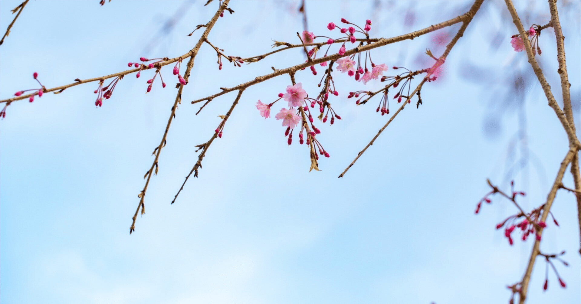春は旅立ちの季節 きっと 心も旅立つ Fuu Note 春は旅立ちの季節 きっと 心も旅立つ Fuu Note