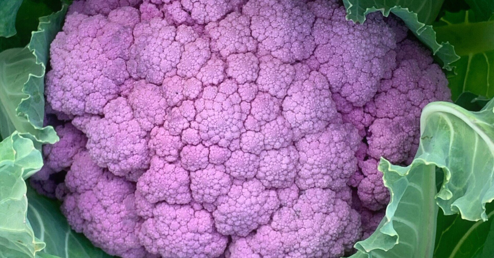 22 3 21 春分の頃のうちの畑 いろんなカリフラワーなど Soundsurfer サウ Note 22 3 21 春分の頃のうちの畑 いろんなカリフラワーなど Soundsurfer サウ Note