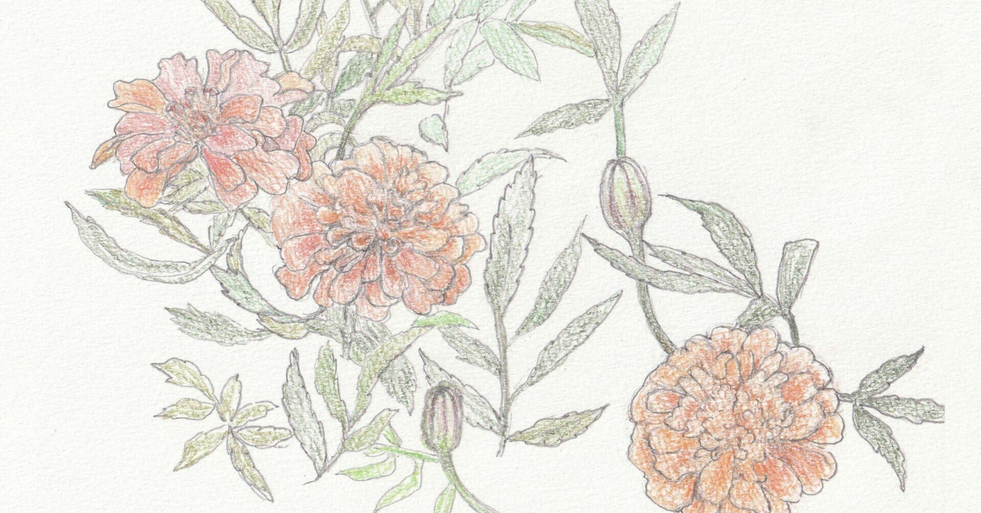 マリーゴールド 森野なか Note