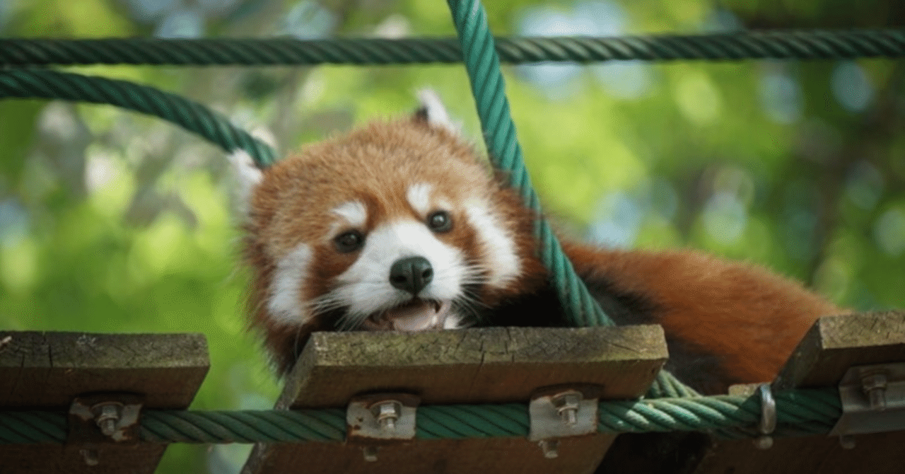 映画 私ときどきレッサーパンダ 感想 社員マスカット Note 映画 私ときどきレッサーパンダ 感想 社員マスカット Note