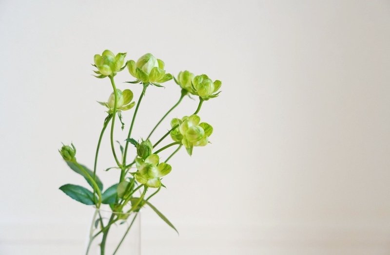 きょうの花 エクレール 安比奈 ユキ Note