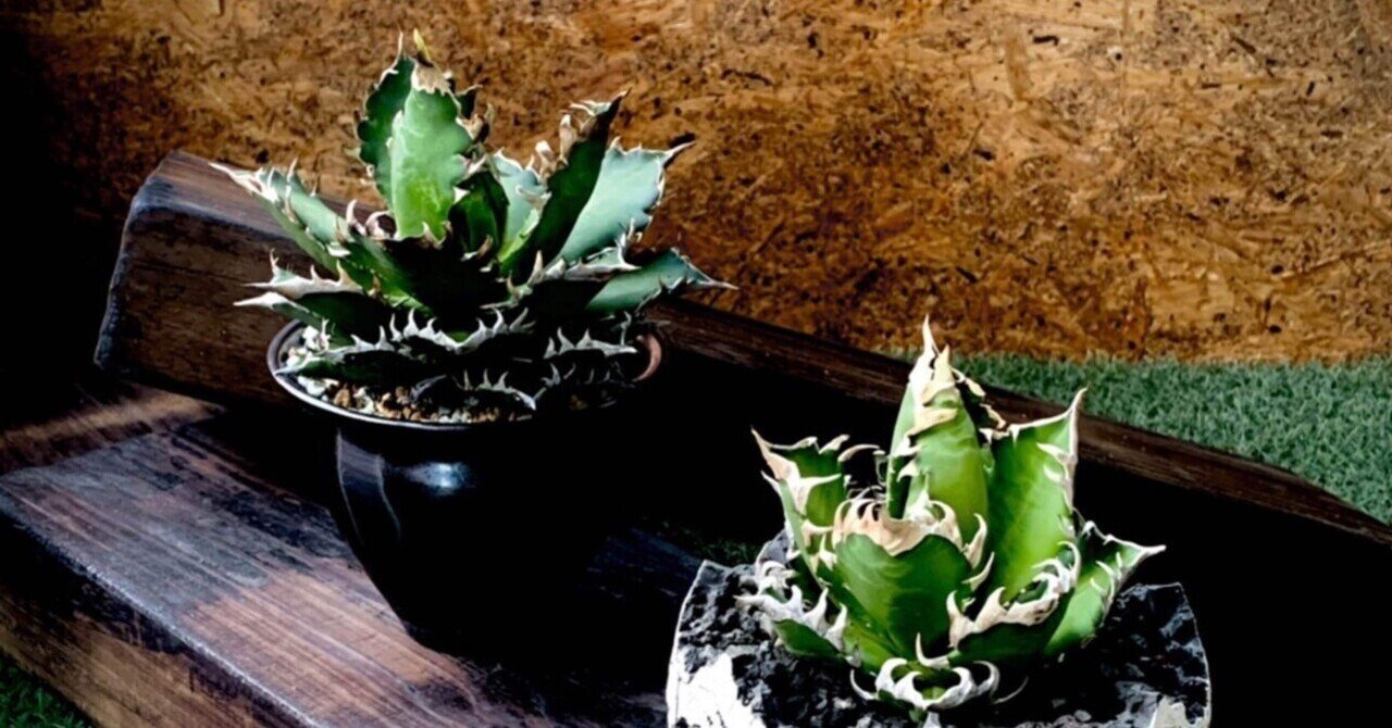 【GLC】大和修治 「佃島風景」 油彩10号 立軌会同人 一枚の絵人気画家 □仮面ライダービルド ベルト DX版フルボトル 他 大量セット ⁄ ビルド