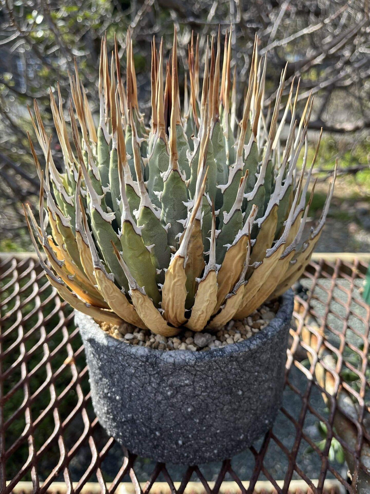 お気に入りのアガベと育て方9｜swamps'