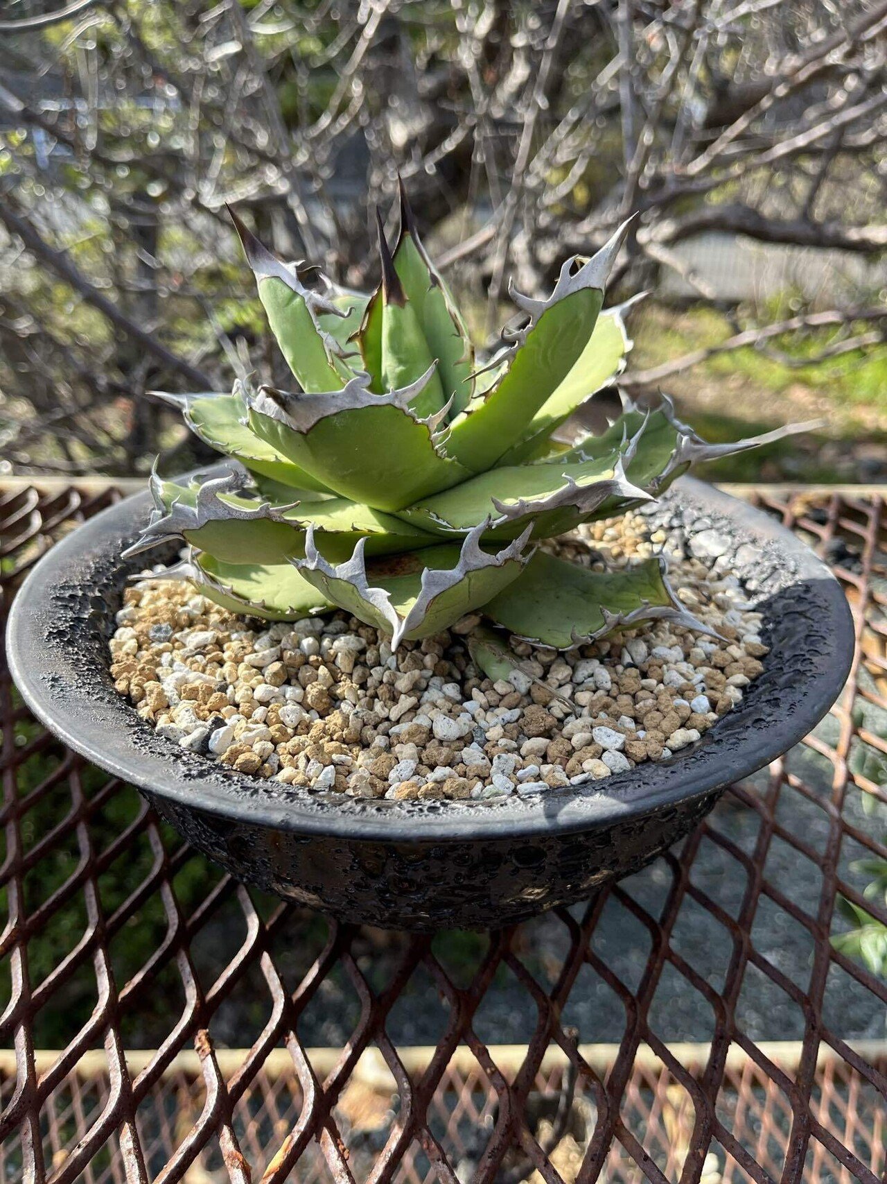 アガベ ユタエンシス エボリスピナ 鉢土付コレクション お気に入りの