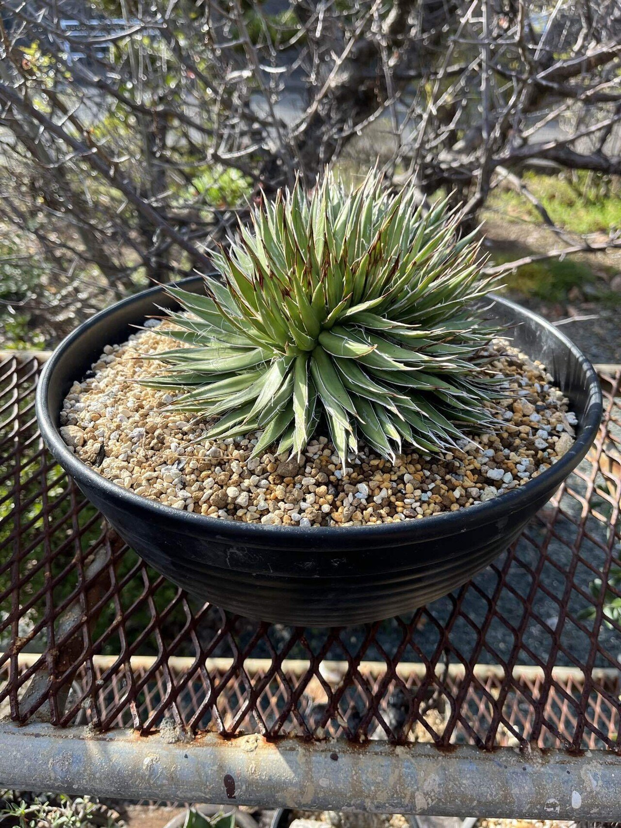 お気に入りのアガベと育て方9｜swamps'