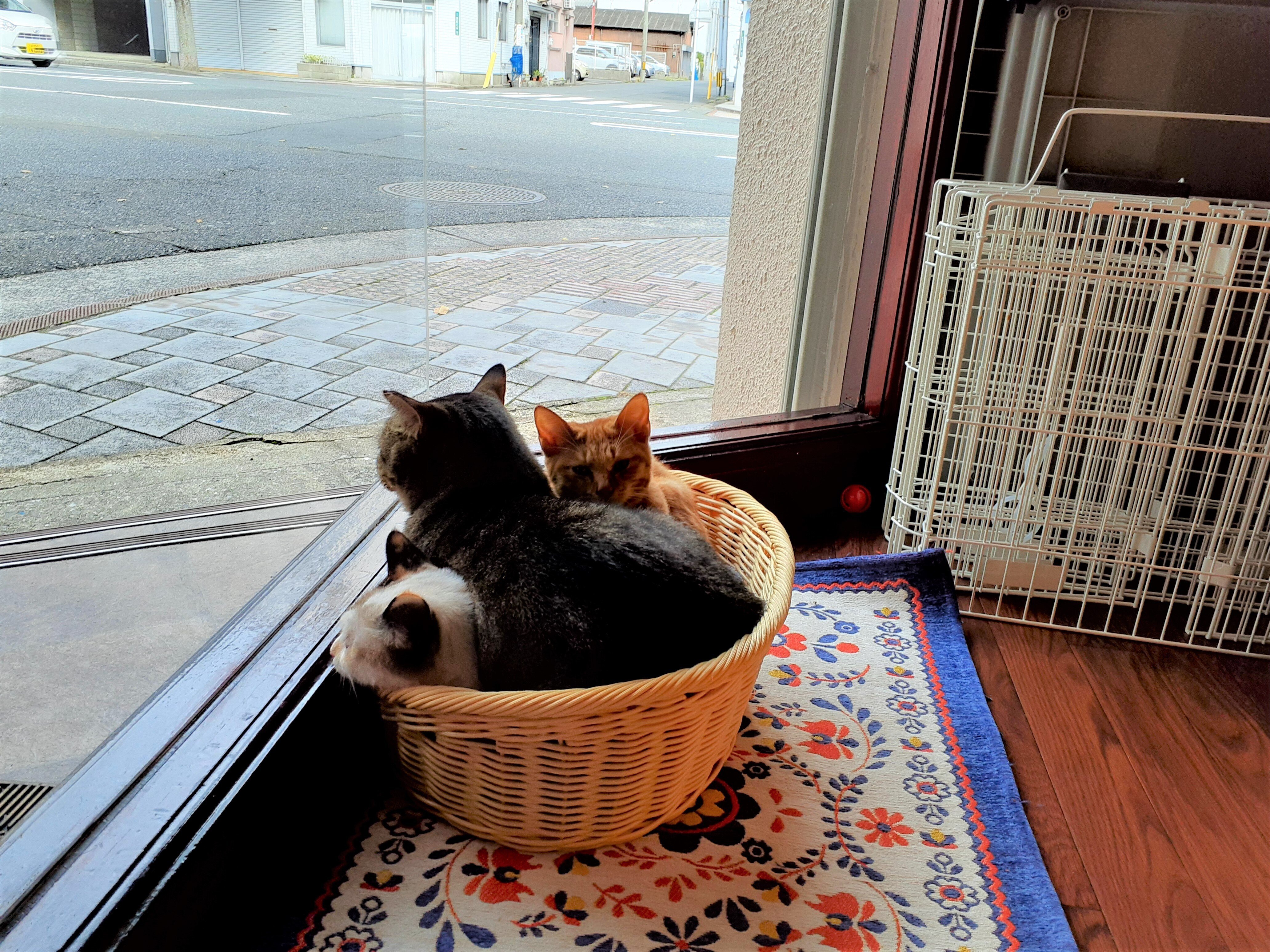 癒し猫 の新着タグ記事一覧 Note つくる つながる とどける