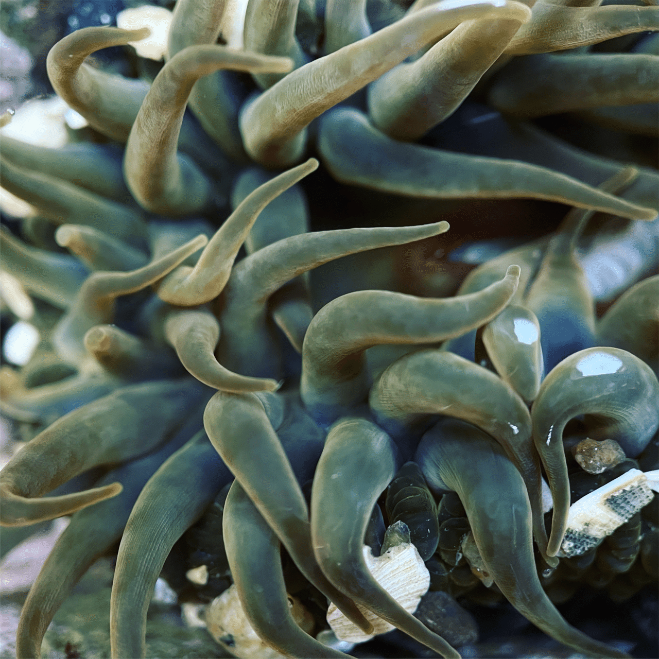 そのへんの3cm Vol 1060 スマホでマクロ千回達成 ヨロイイソギンチャク フジイピカピ そのへんの3cmを撮る人 Note