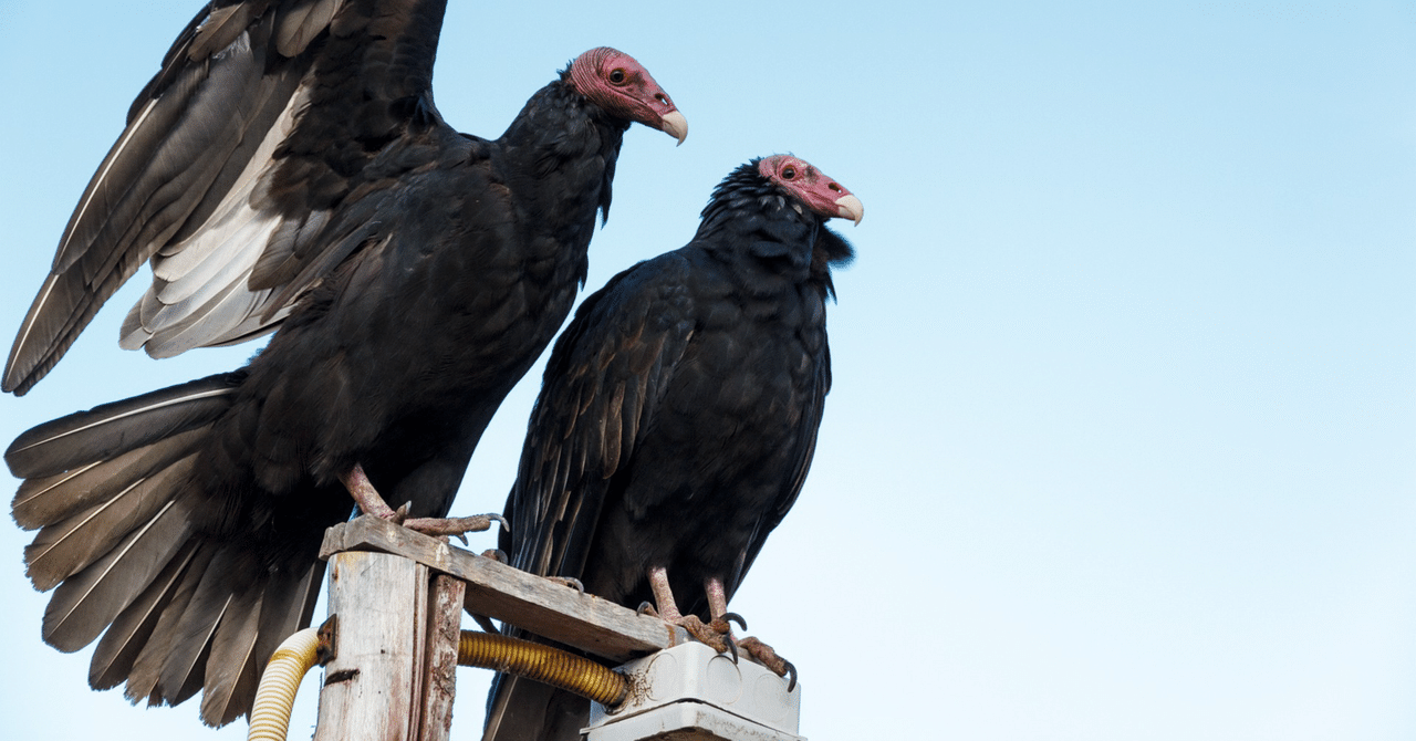 ハゲワシ の新着タグ記事一覧 Note つくる つながる とどける