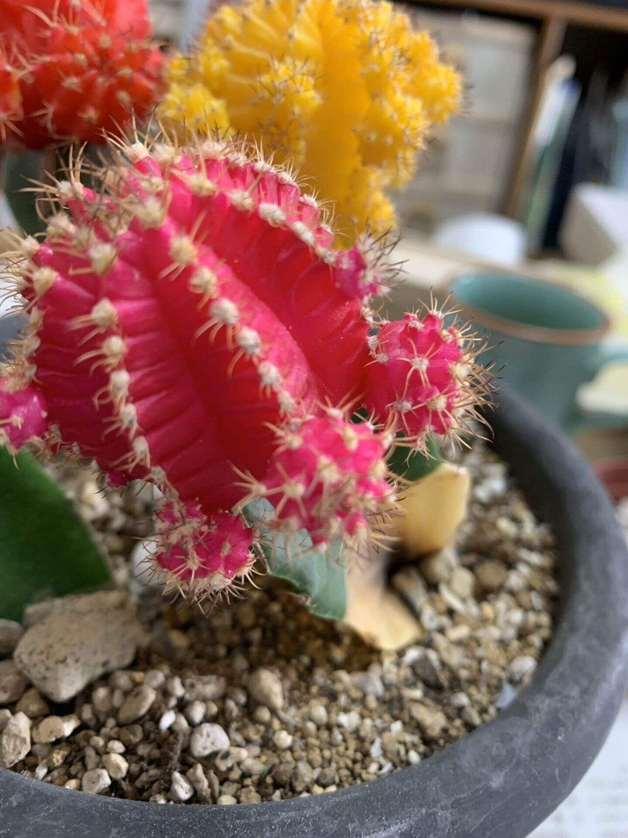 rikisan様専用】花サボテン（レッド+むらさき） 接木 抜け苗 1426