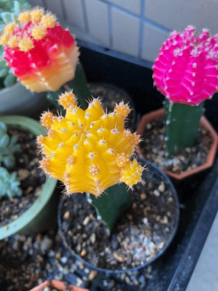 緋牡丹の植え替えチャレンジ｜はんだあゆみ