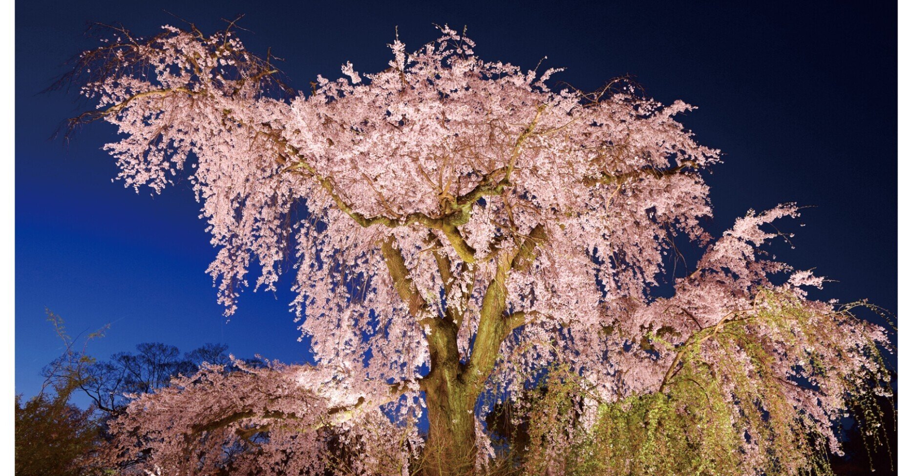 哲学者・九鬼周造と円山公園の枝垂桜｜偉人たちの見た京都