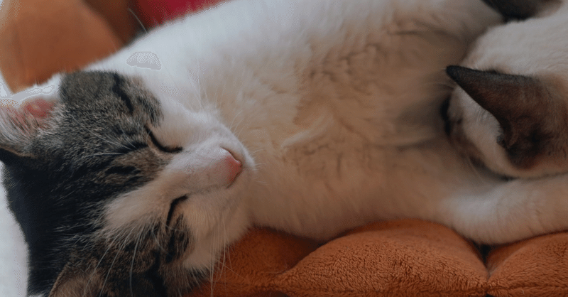 猫に好かれたかったら、毎日仏壇にお線香をあげなさい。