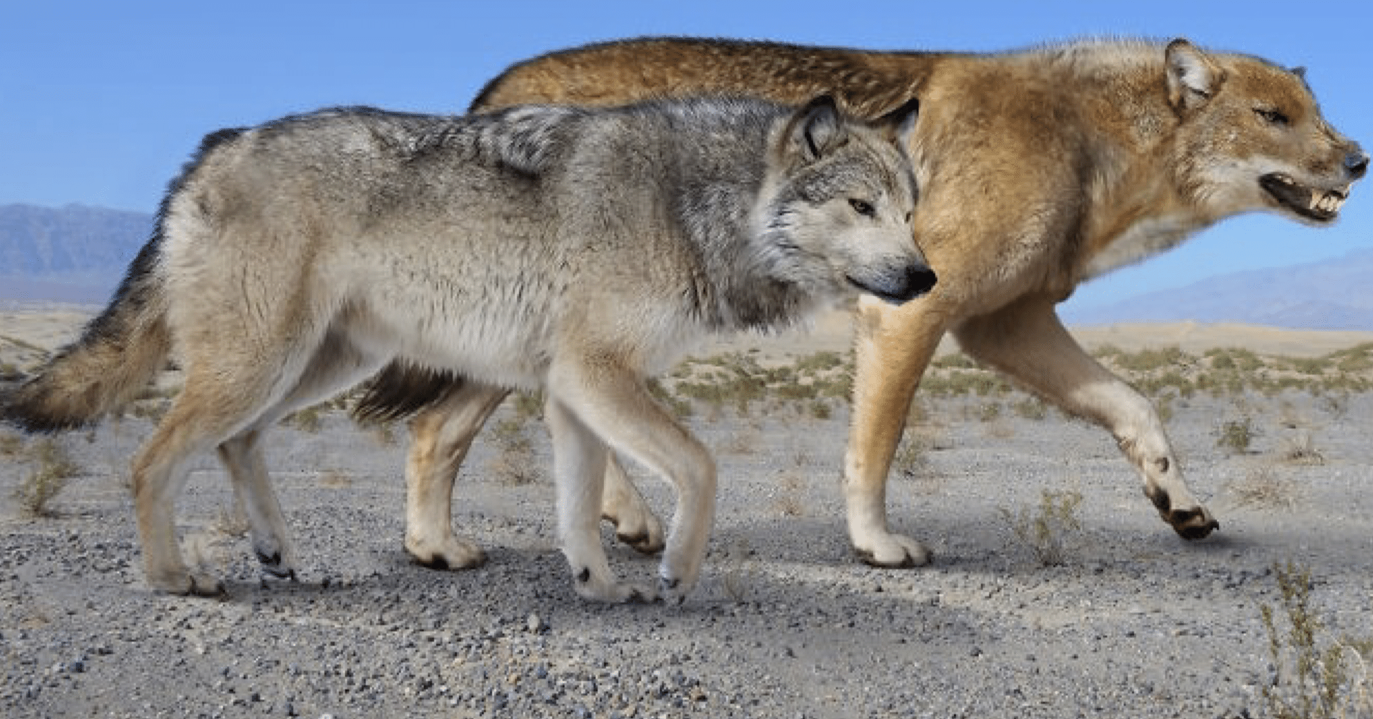 d96c4b5747446abeee8c75c13721f5