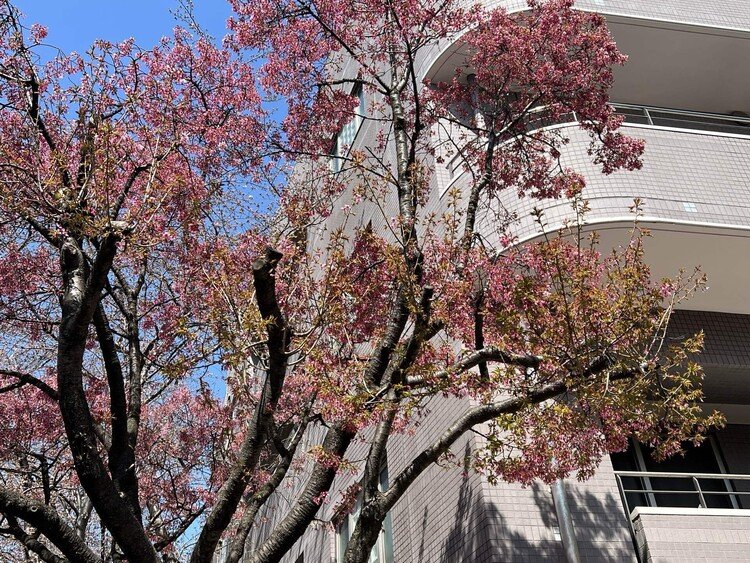 他の桜に先立ち、13日に満開になった大山豆桜が散り始めた。幹の黒さが目立つ。豆桜は、散り方も密やか。