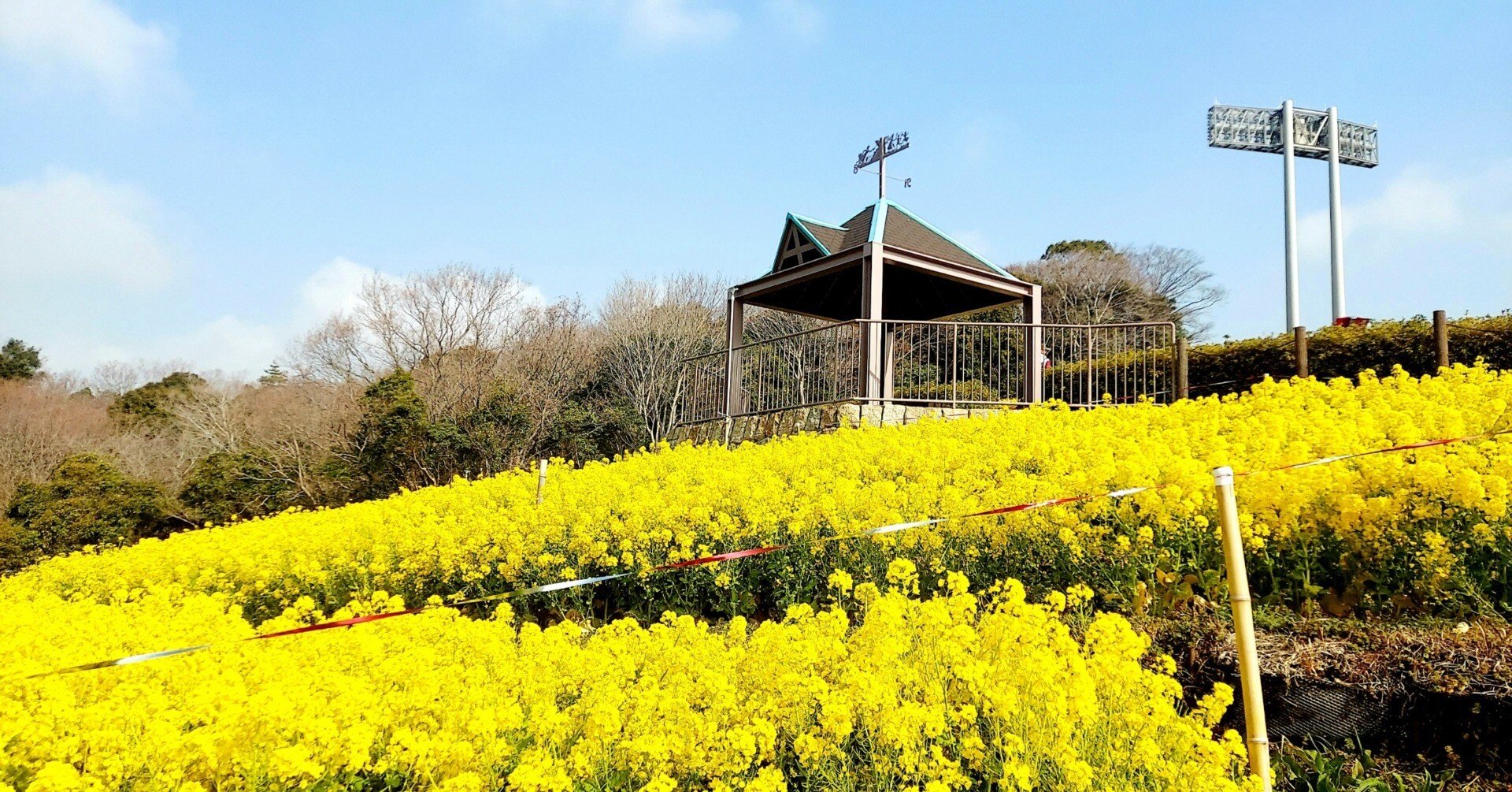 Stay Kobe 06 総合運動公園の菜の花 こもりあやみ Note
