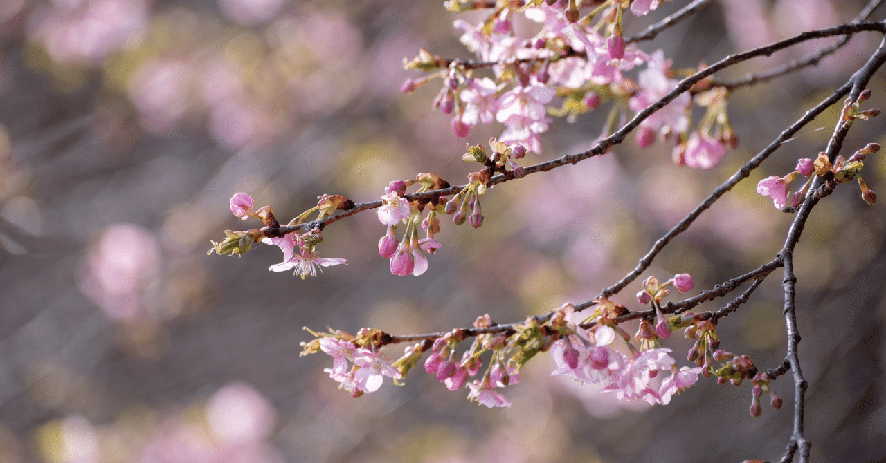 柴桜濃いピンクとニゲラポスト投函いっぱい
