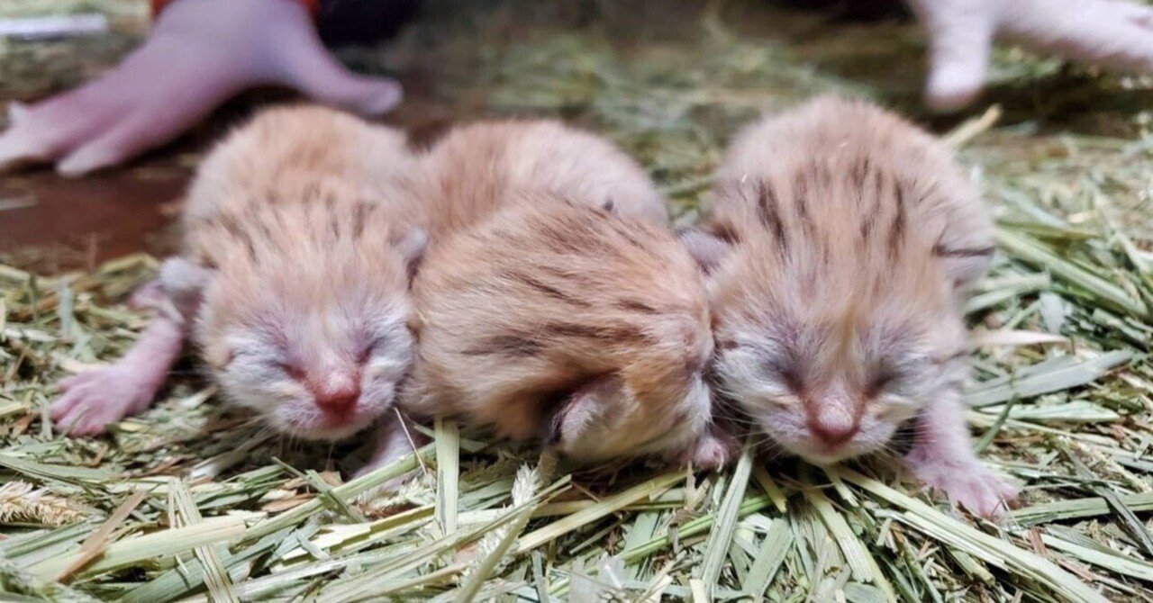スナネコの赤ちゃんをご紹介！｜那須どうぶつ王国公式note