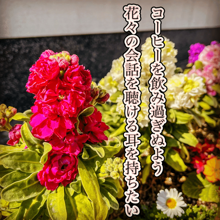 コーヒーを飲み過ぎぬよう花々の会話を聴ける耳を持ちたい　#短歌写真部 #NHK短歌 #短歌 #tanka #短歌フォト