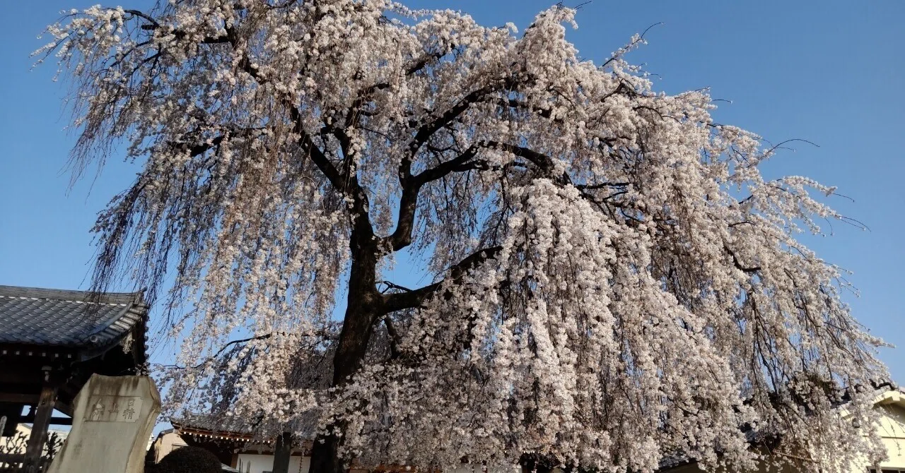 Cherry Blossom Blooming Status (Photographed on March 25)｜上野案内所