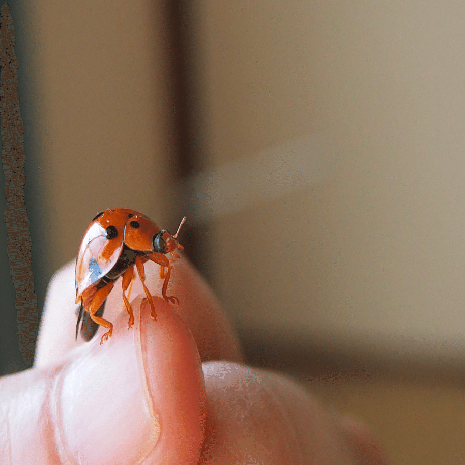 てんとう虫 大きくて綺麗なてんとう虫｜之哲／Yuki Satoru
