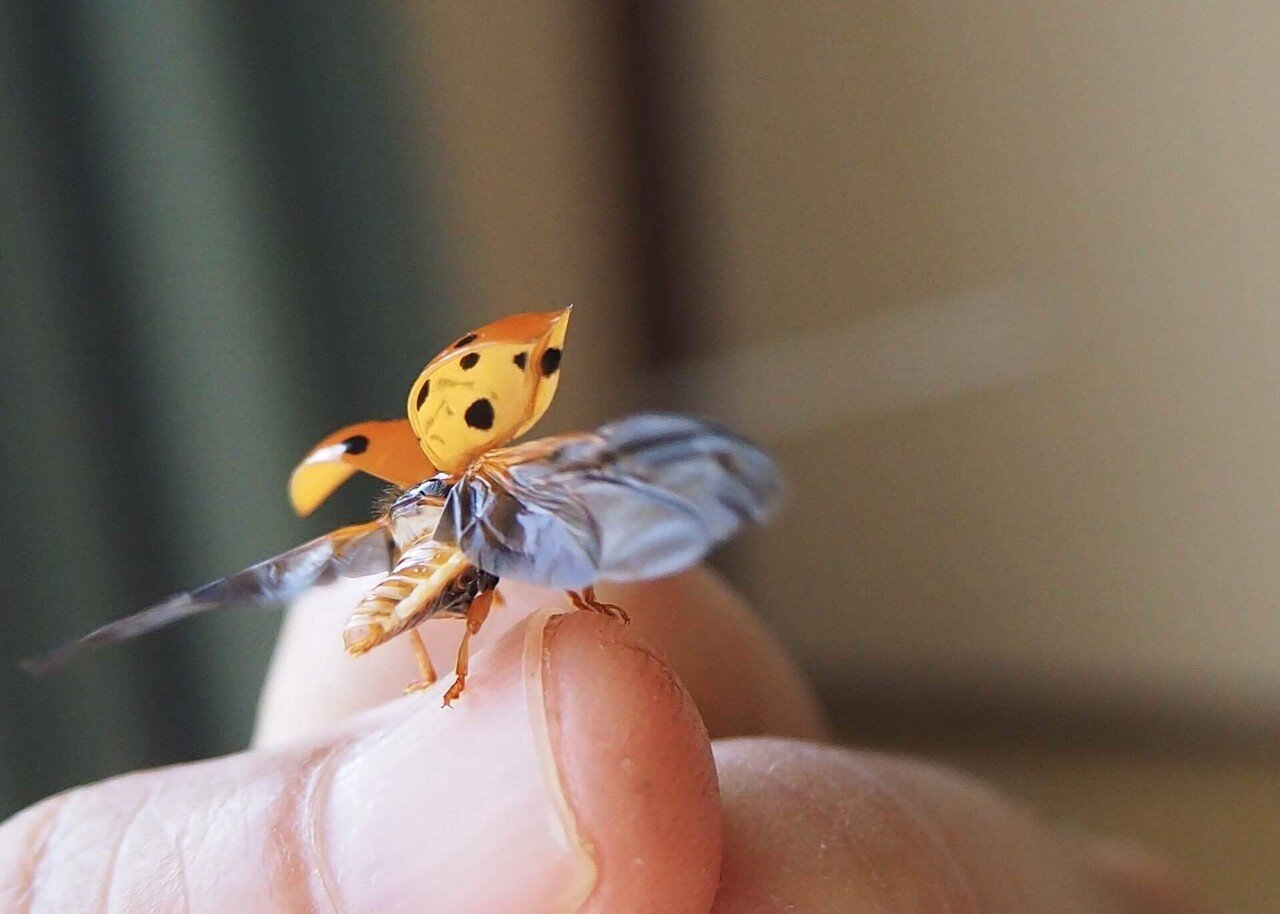 大きくて綺麗なてんとう虫｜之哲／Yuki Satoru