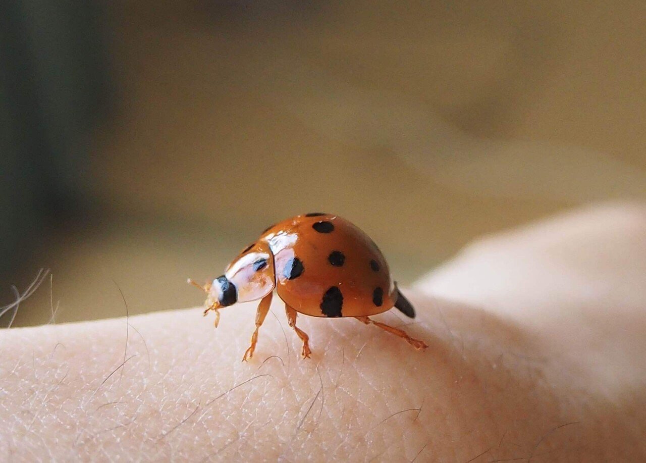 大きくて綺麗なてんとう虫｜之哲／Yuki Satoru