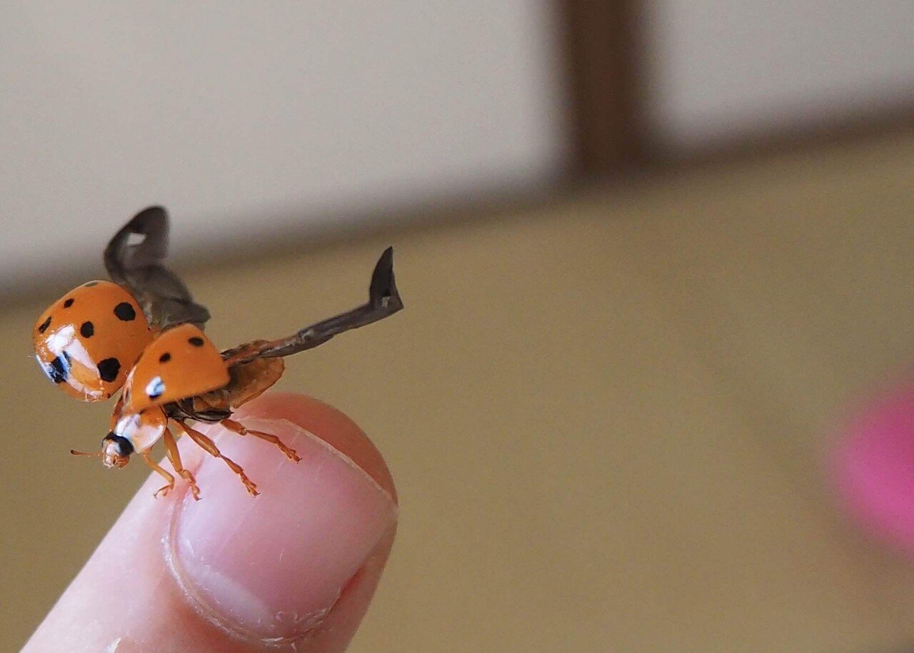 大きくて綺麗なてんとう虫｜之哲／Yuki Satoru