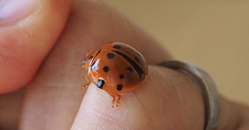 大きなてんとう虫 の新着タグ記事一覧 Note つくる つながる とどける 大きなてんとう虫 の新着タグ記事一覧 Note つくる つながる とどける