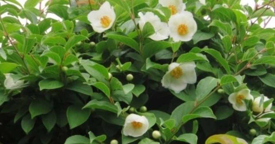 沙羅双樹の花の色 盛者必衰の理をあらわす ひなり Note