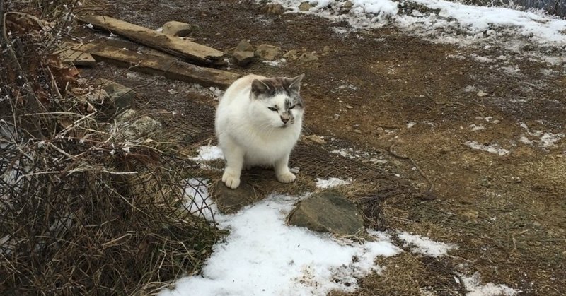 全速力で走る猫をあまり見たことがない はらまき Note