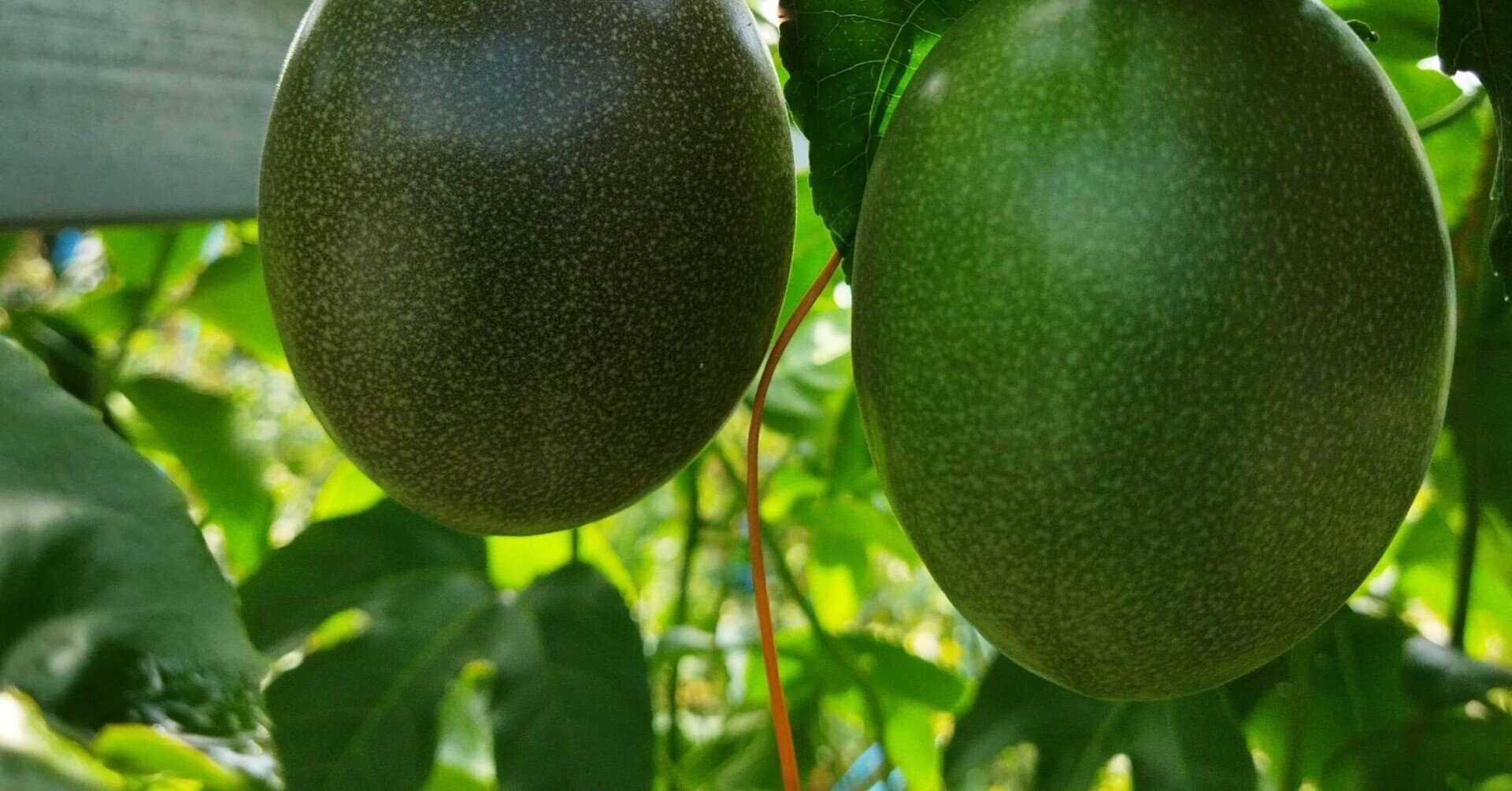 パッションフルーツ 葉 果実 比率について かえる農園 雄かえる Note パッションフルーツ 葉 果実 比率について かえる農園 雄かえる Note