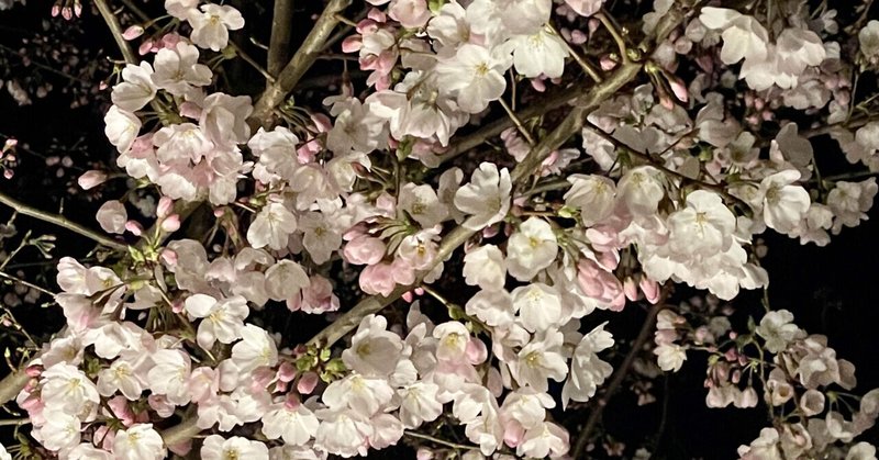 ソメイヨシノが消滅する…変わりゆく桜